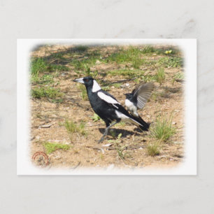 Australian Magpie being mobbed by Willie Wagtail 9 Postcard
