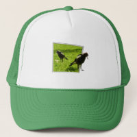 Australian Magpie Birds,