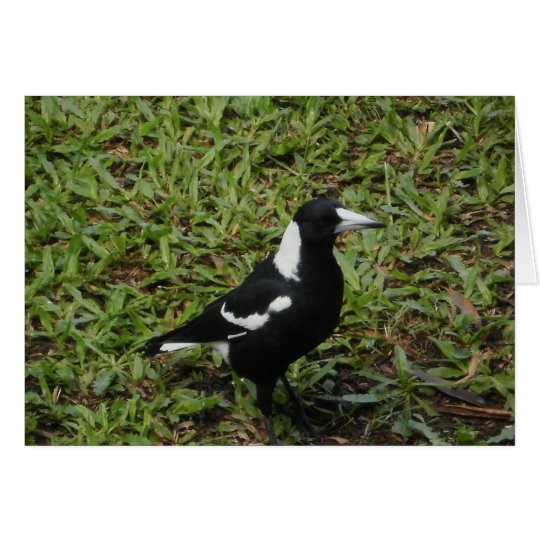 Australian Magpie Card