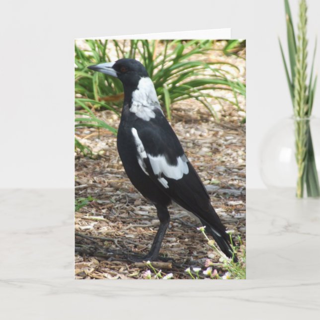 Australian Magpie Greeting Card (Front)