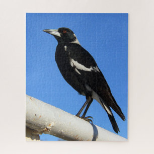 Australian Magpie Jigsaw Puzzle