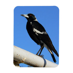 Australian Magpie Magnet