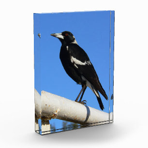 Australian Magpie Photo Block
