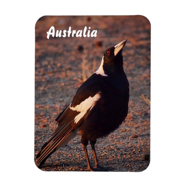 Australian Magpie photo magnet (Vertical)