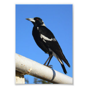 Australian Magpie Photo Print