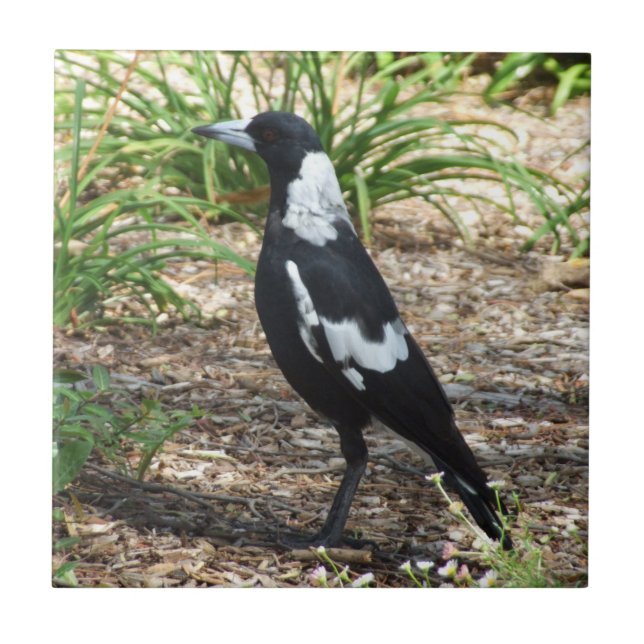 Australian Magpie Tile (Front)