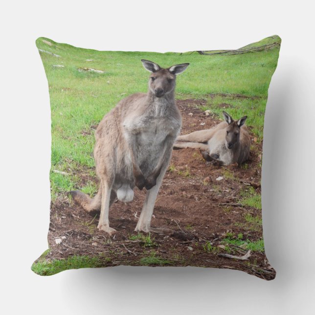 Australian Male Buck Kangaroo Large Throw Cushion. Cushion (Front)