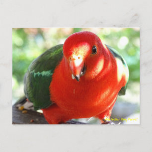 Australian Male King Parrot Postcard