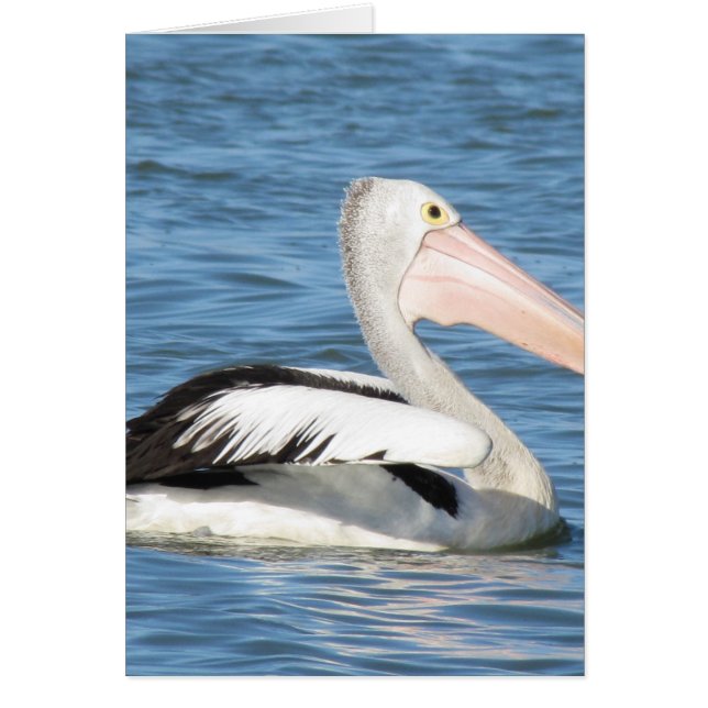 Australian Pelican (Front)
