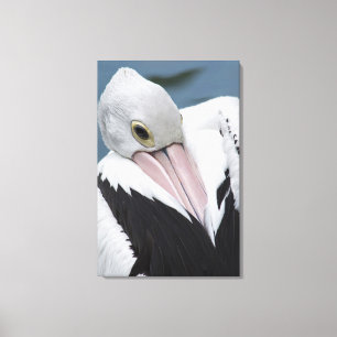 Australian pelican close up canvas print