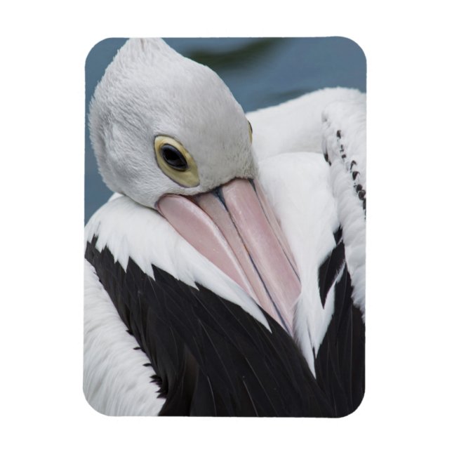 Australian pelican close up magnet (Vertical)