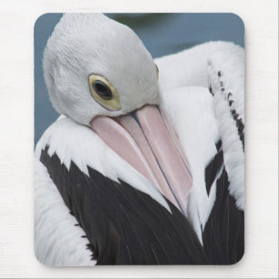Australian pelican close up mouse mat