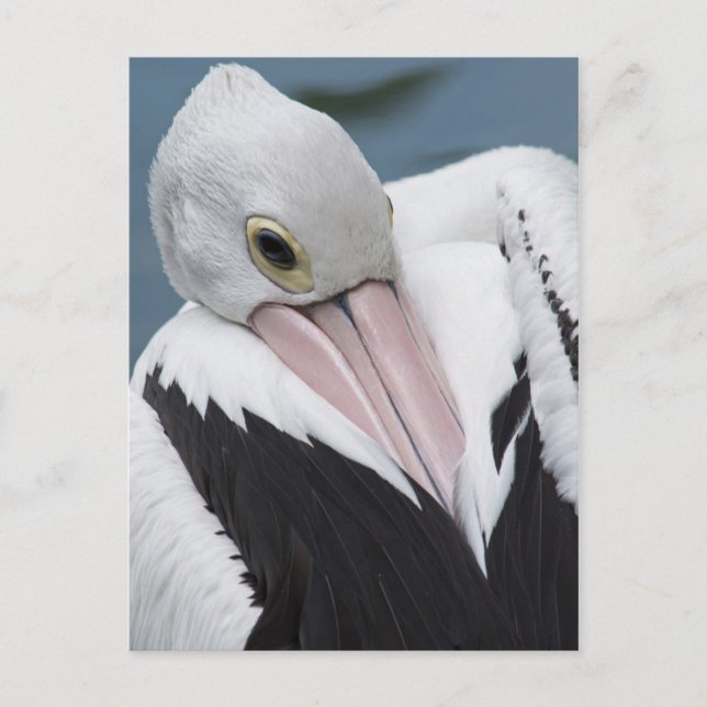 Australian pelican close up postcard (Front)