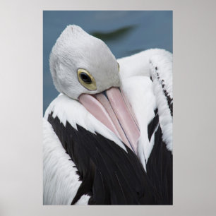 Australian pelican close up poster