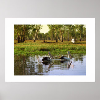 Australian Pelicans: Kakadu National Park, NT Poster