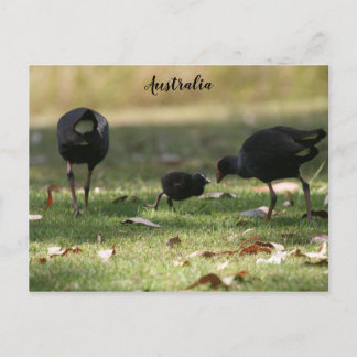 Australian Purple Swamphen & Baby Chick Postcard