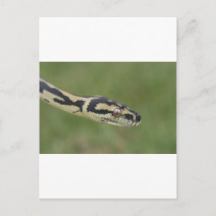 Australian Python Postcard