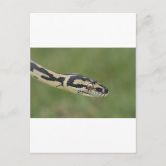 Australian Python Postcard
