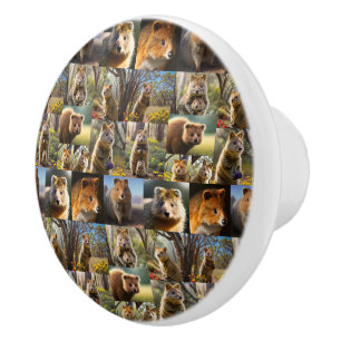 Australian Quokkas Photo Collage, Ceramic Knob