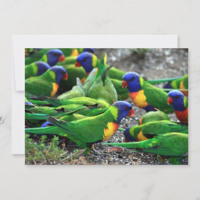 Australian Rainbow Lorikeets (Front)