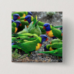 Australian Rainbow Lorikeets 15 Cm Square Badge