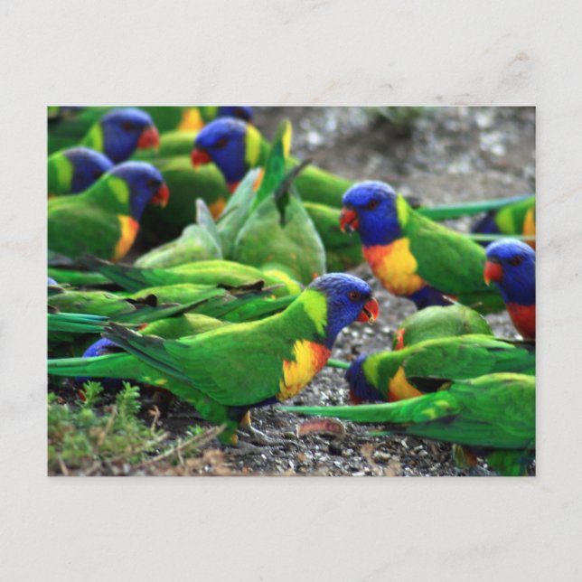 Australian Rainbow Lorikeets Postcard (Front)
