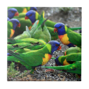 Australian Rainbow Lorikeets Tile