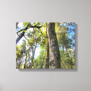 Australian Rainforest Eucalyptus Gum Trees Canvas Print