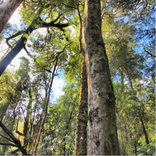Australian Rainforest Eucalyptus Gum Trees Photo Sculpture Magnet (Front)