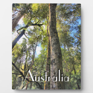 Australian Rainforest Eucalyptus Gum Trees Plaque