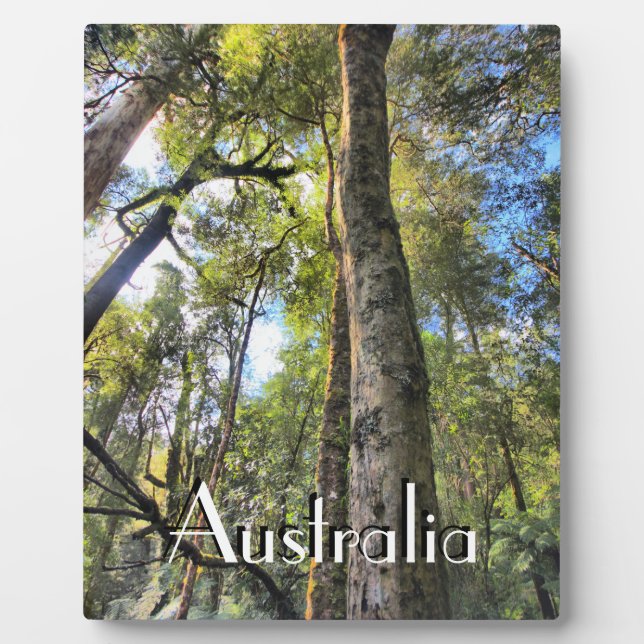 Australian Rainforest Eucalyptus Gum Trees Plaque (Front)