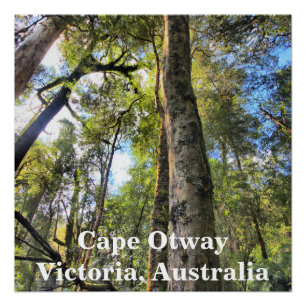 Australian Rainforest Eucalyptus Gum Trees Poster