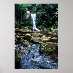 Australian Rainforest Poster