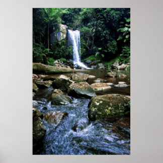 Australian Rainforest Poster