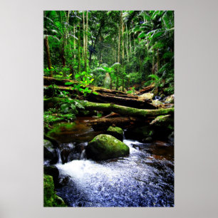 Australian Rainforest Poster