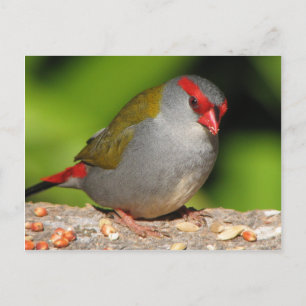 Australian Red-Browed Firetail Finch Postcard