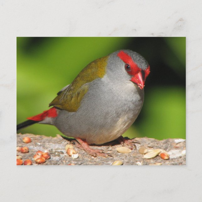 Australian Red-Browed Firetail Finch Postcard (Front)