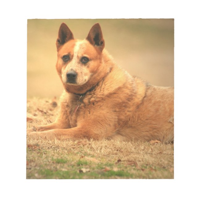 Australian Red Cattle Dog Notepad (Front)