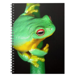 Australian Red Eye Treefrog, Litoria chloris, Notebook