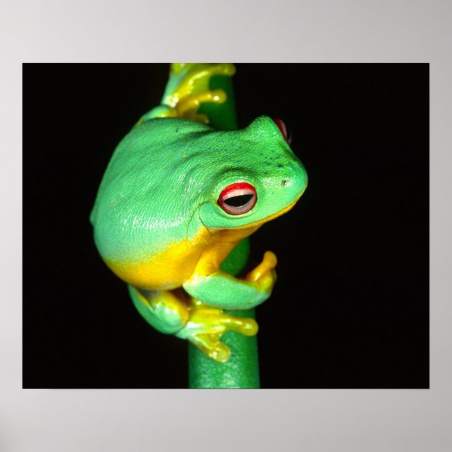 Australian Red Eye Treefrog, Litoria chloris, Poster (Front)