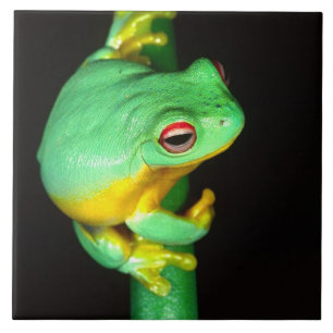 Australian Red Eye Treefrog, Litoria chloris, Tile