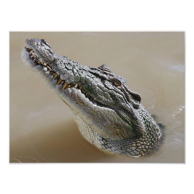 Australian Salt Water Crocodile Darwin Photo Print (Front)