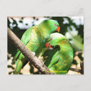 Australian Scaly Breasted Lorikeets Postcard