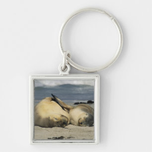 Australian Sea Lions, Neophoca cinerea), Key Ring