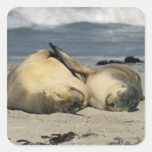 Australian Sea Lions, Neophoca cinerea), Square Sticker