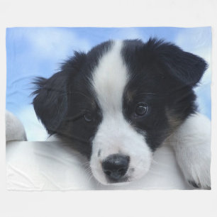 Australian Sheepdog on Large Fleece Blanket