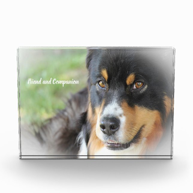 Australian Shepard Dog. Photo Block (Front)
