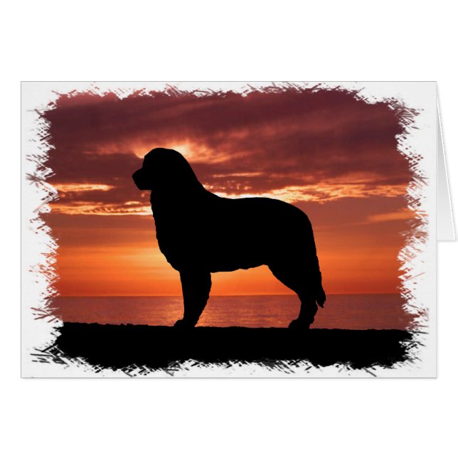 Australian Shepherd (Front Horizontal)