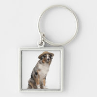 Australian Shepherd (10 months old) wearing a