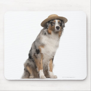 Australian Shepherd (10 months old) wearing a Mouse Mat